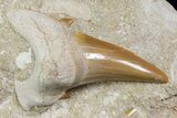 Otodus Shark Tooth Fossil in Rock - Eocene #174047-1